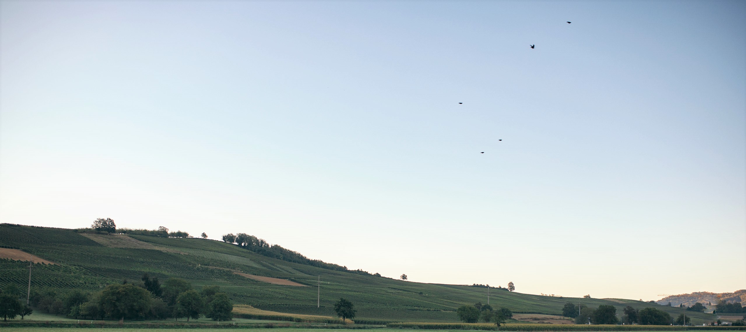 (c) Weingut-blankenhorn.de